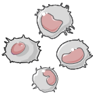 Icons of cells PBMCs