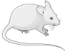 Icon of a mouse